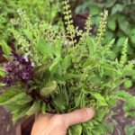 Beyond Pesto: A Guide to Thai, Holy & Lemon Basil