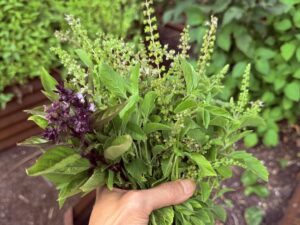 Beyond Pesto: A Guide to Thai, Holy & Lemon Basil